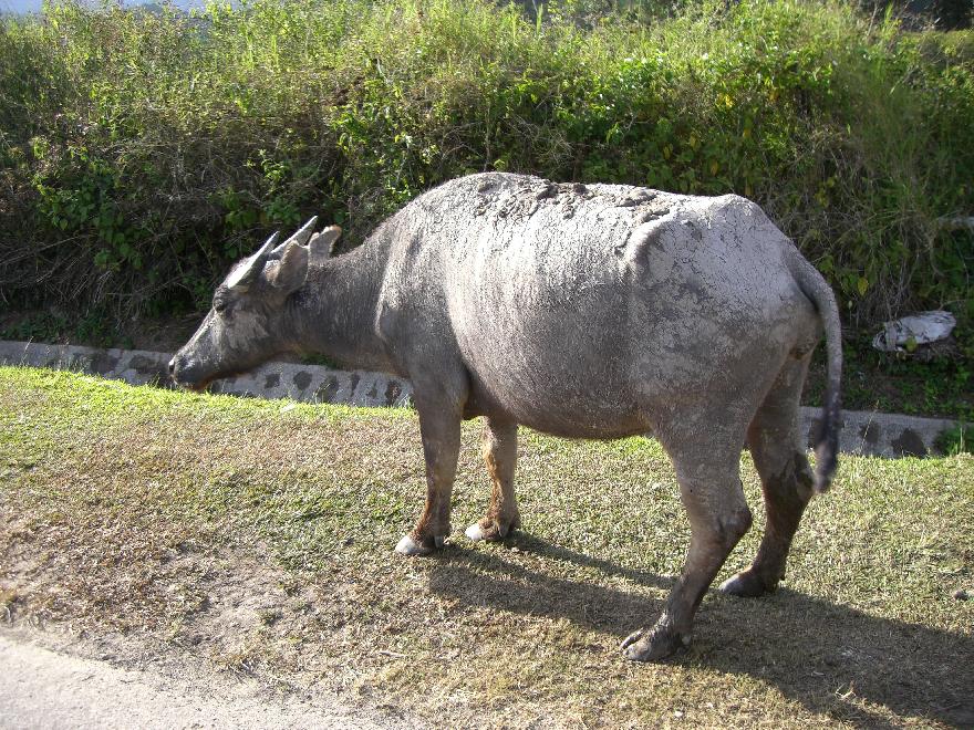 &ldquo;Sabah&rdquo;
