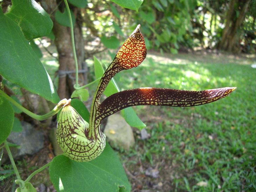 &ldquo;Sabah&rdquo;